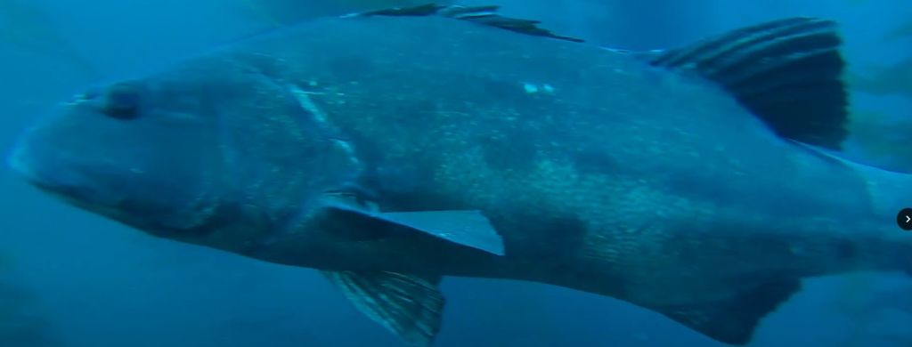 1acd1db5-0c2c-488a-a692-0400491ad1a8