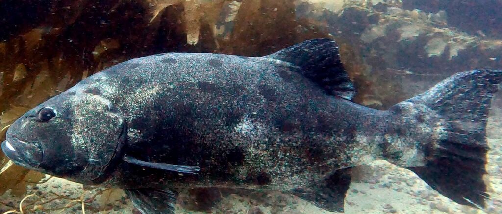 c0a64070-f155-4b32-bf0e-1681f476d409