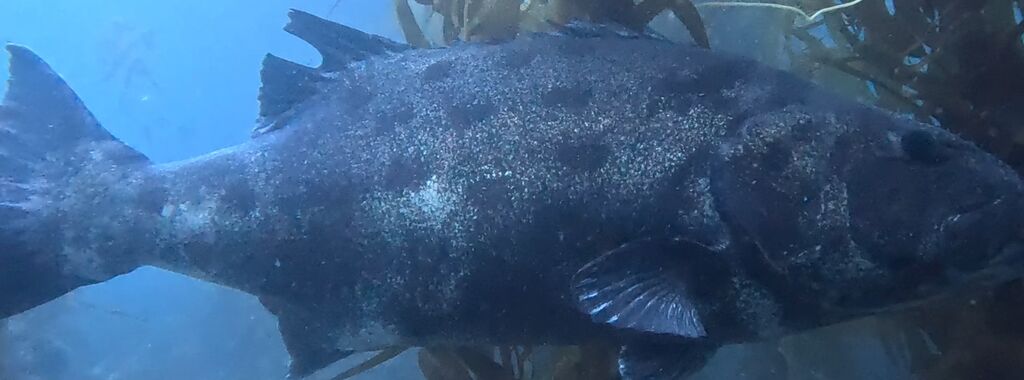 e64c272a-33c2-4ffc-be37-1a63b724ea4f