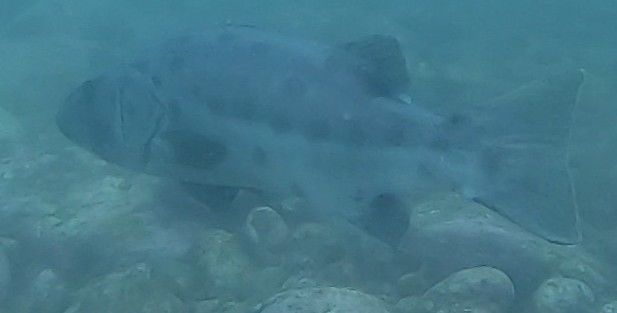 052efcdf-4ef4-4e5a-b281-d7e8b054445f