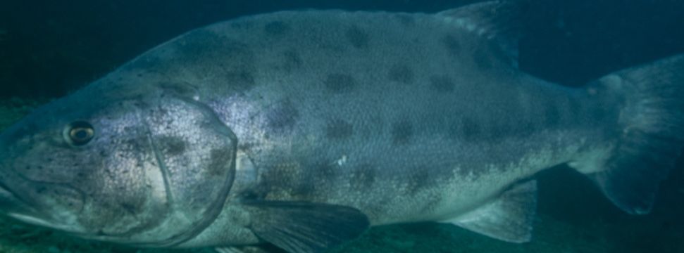 4f1b0e2a-306f-417d-9a68-e8b6f388875a