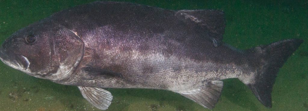 6adb1d60-0aa6-4760-a99f-3264270c26c4