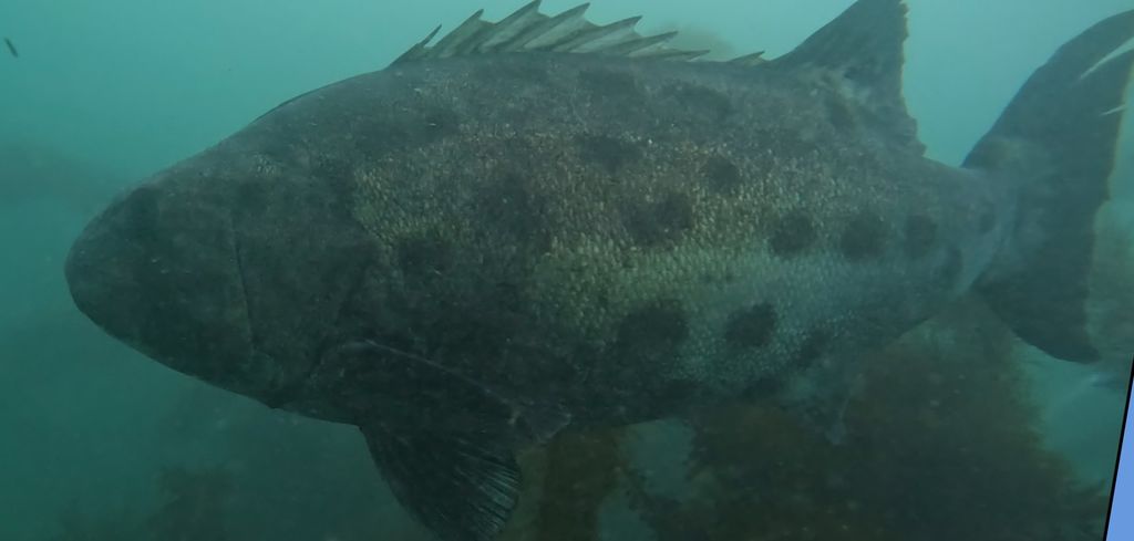 81146f43-a149-4663-a125-d18f567ca061