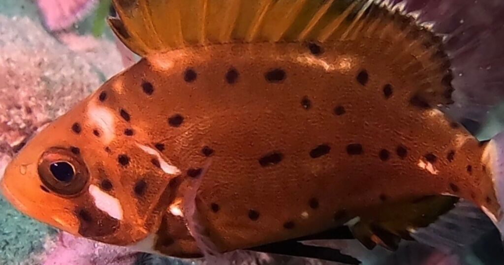 f30cc4e3-147c-4cfb-907b-80d3ac5f3fe3