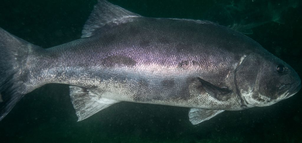 7a61e68d-8aff-4eb5-ac8b-42b98c0fb5d1