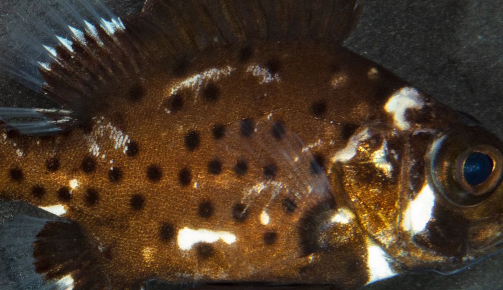 2b61c0fd-dfd2-4ead-97df-337d71d8d7d1