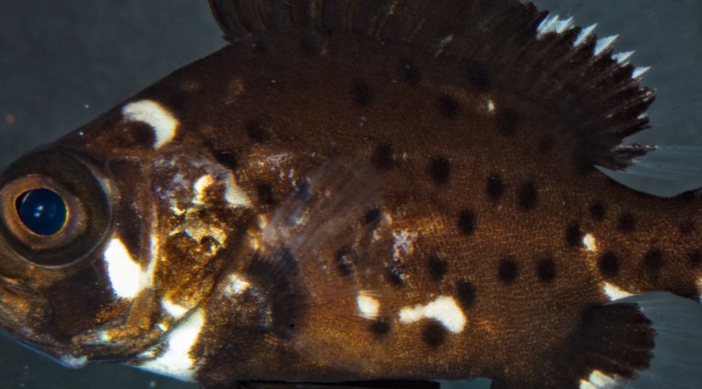 2b61c0fd-dfd2-4ead-97df-337d71d8d7d1