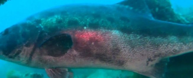 2ef970ea-d8e3-44ed-896c-67530d009589