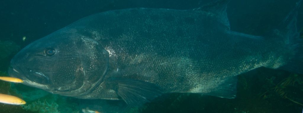 596ead64-39b5-41d7-8d6c-bbf347504036