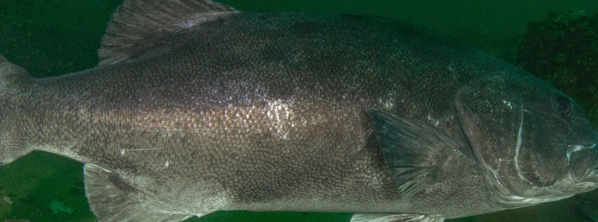 Spotting Giant Sea Bass