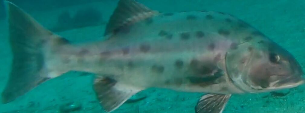 6a32f28a-720d-4314-87f7-ff8d556927cc