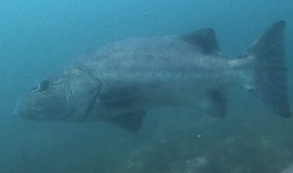 02d31e61-97e5-4a1f-a129-f06e79f7f1a8