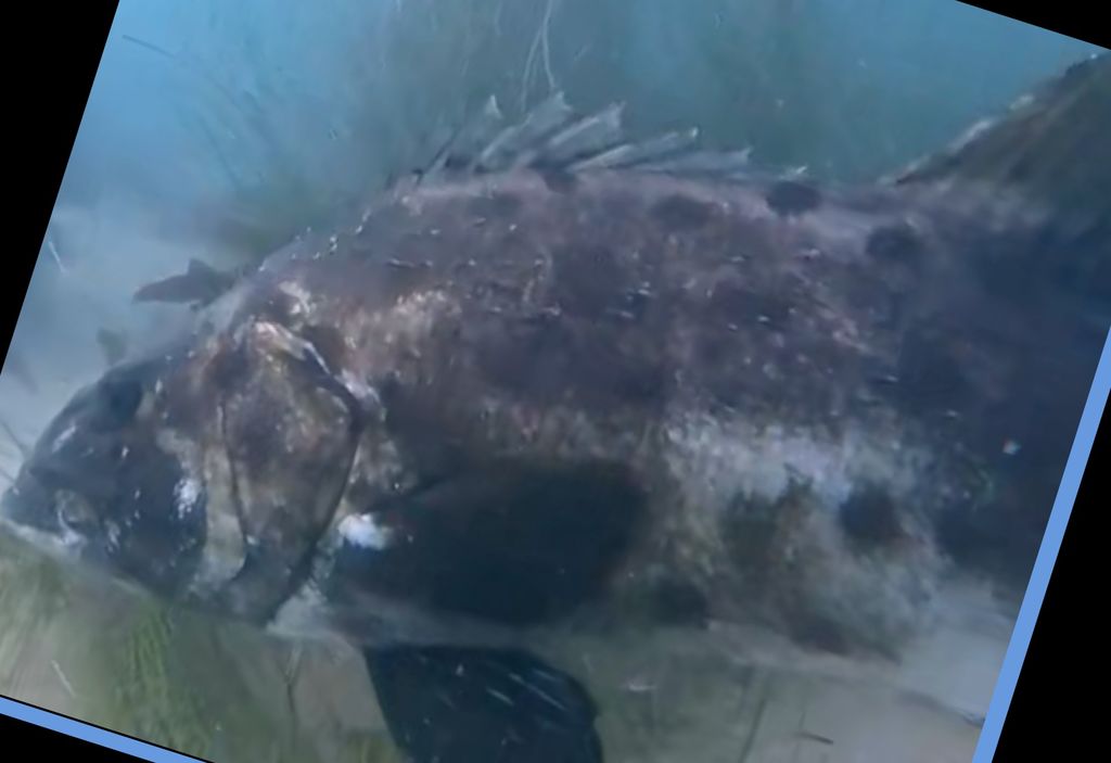 f1d69c02-c1b7-4933-8170-1e320dcef819