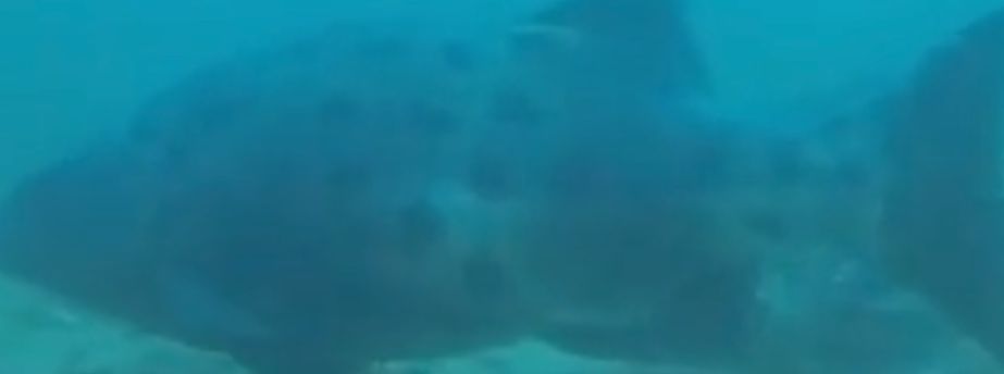 36f1f5d0-50cc-4868-a577-dc8959faf999