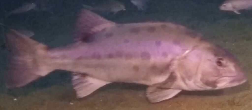 cd447f17-d7b8-49bc-84cc-9c0a6cf2f4bc