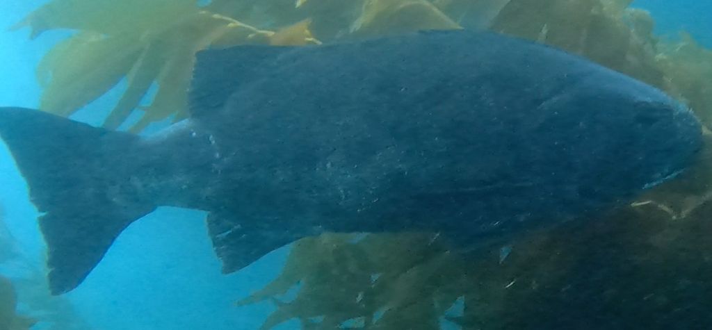 8a8c0cb2-f792-446a-b41e-99614305158c