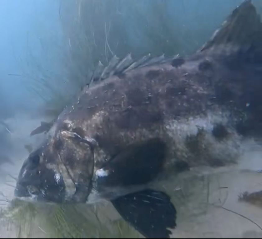 f1d69c02-c1b7-4933-8170-1e320dcef819