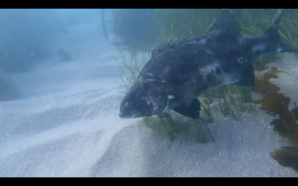 f1d69c02-c1b7-4933-8170-1e320dcef819