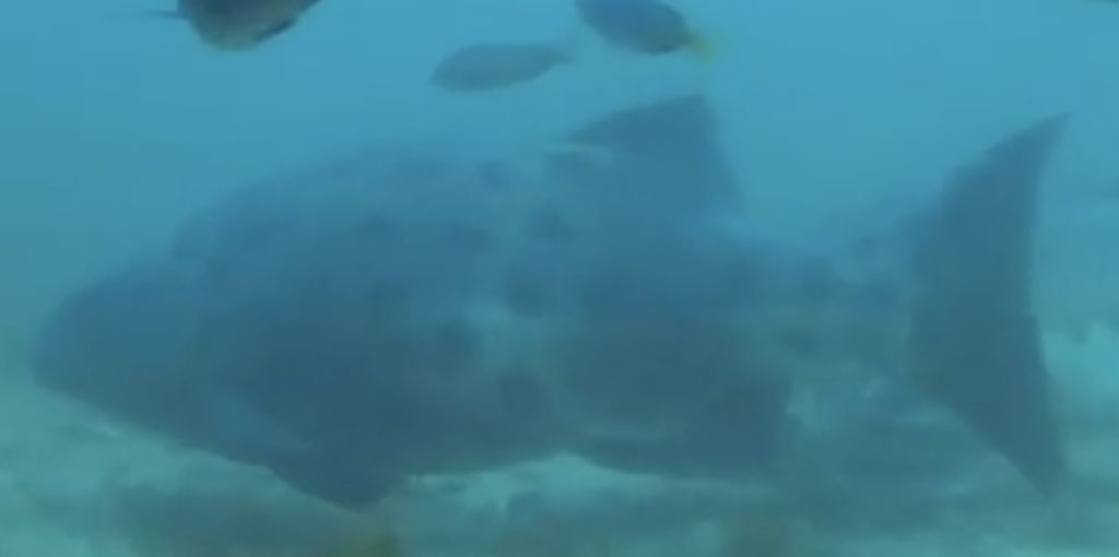 36f1f5d0-50cc-4868-a577-dc8959faf999