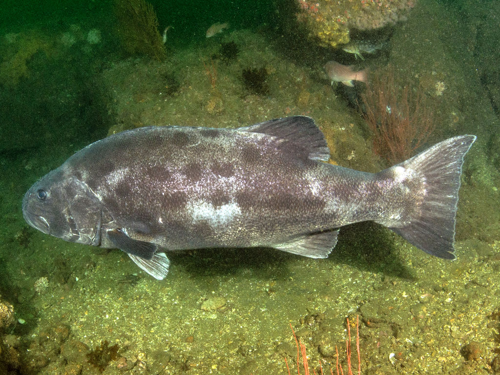 cdd1b46f-152b-49ab-8fd1-bb74dde8b2fc