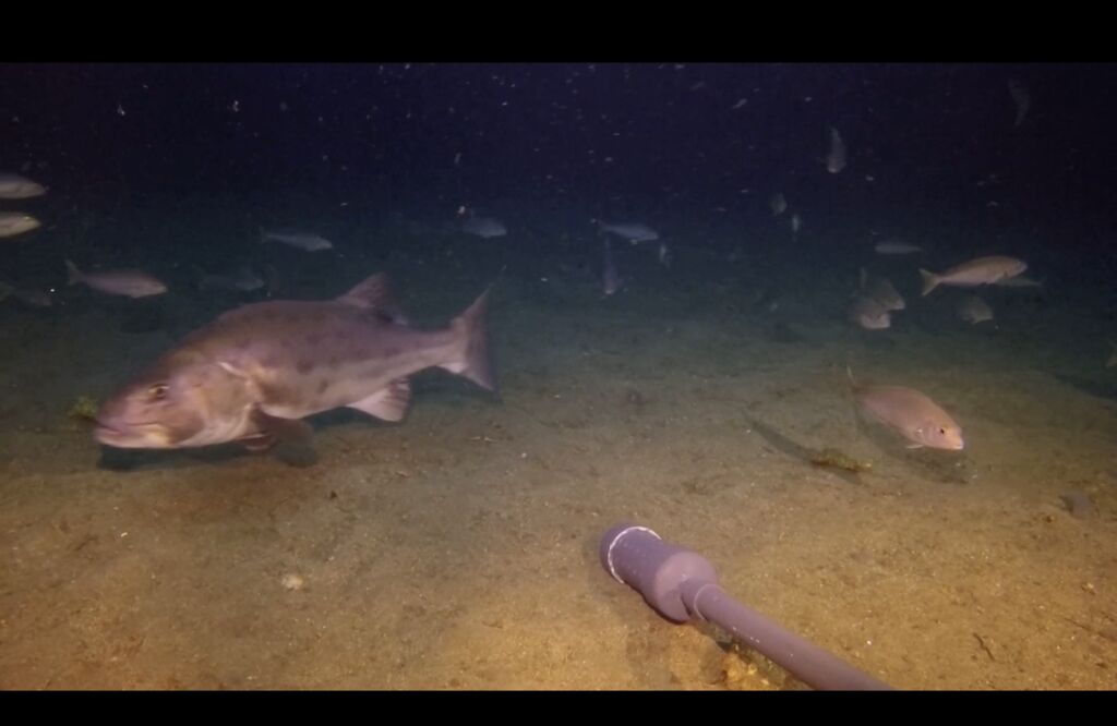 cd447f17-d7b8-49bc-84cc-9c0a6cf2f4bc