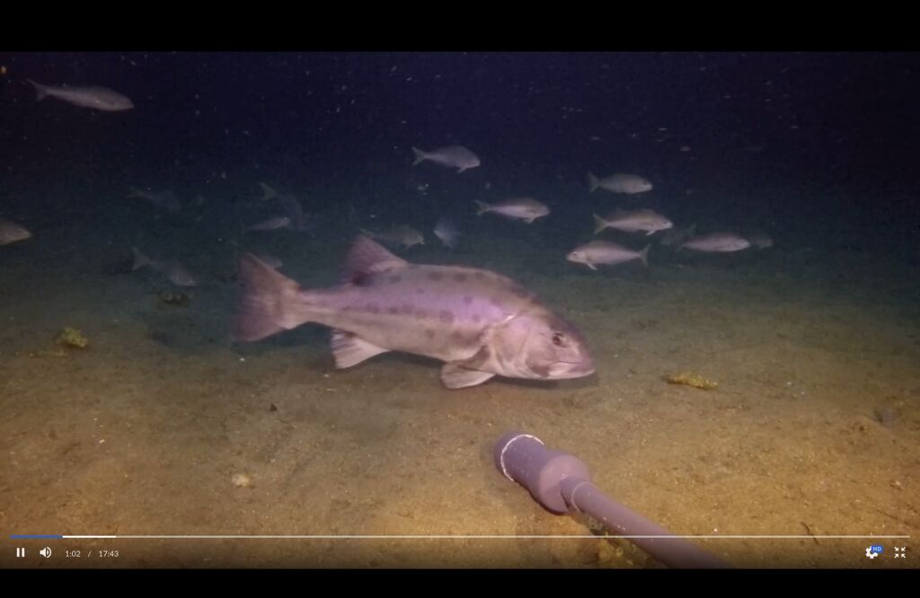 cd447f17-d7b8-49bc-84cc-9c0a6cf2f4bc