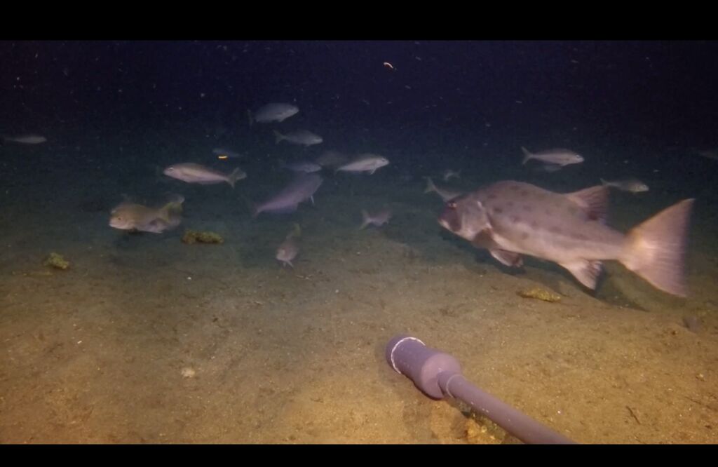 cd447f17-d7b8-49bc-84cc-9c0a6cf2f4bc