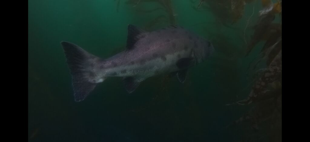 8adce337-66dd-45dd-8510-0a1b86f5c8d1