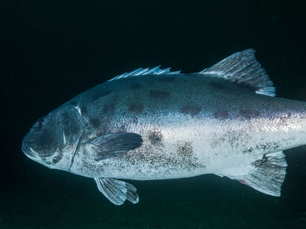 e85fcc45-019b-4699-8f0b-3878139213d7