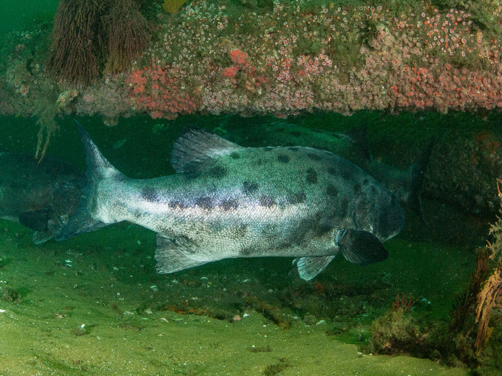 69711a16-e722-4266-9d90-de506494f100