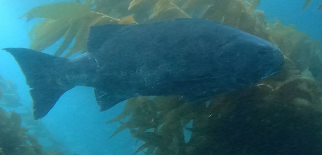 8a8c0cb2-f792-446a-b41e-99614305158c